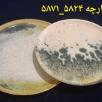 سرویس غذاخوری استون ور 33 پارچه کد5871_5824